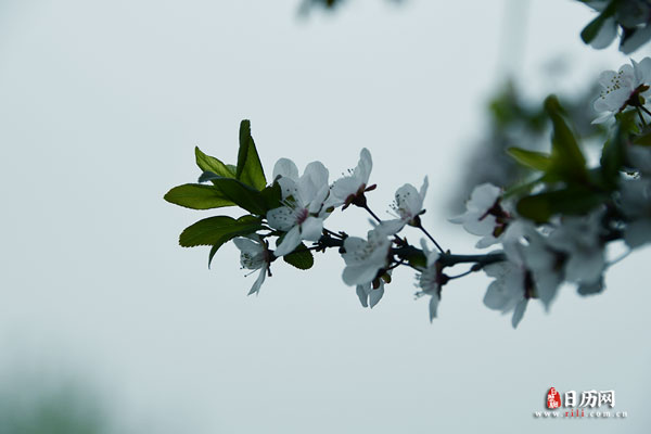 二月十五是哪位神仙的生日