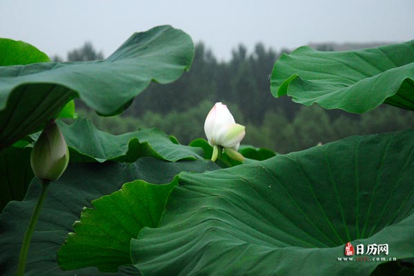 初伏热还是中伏热,初伏中伏哪个热