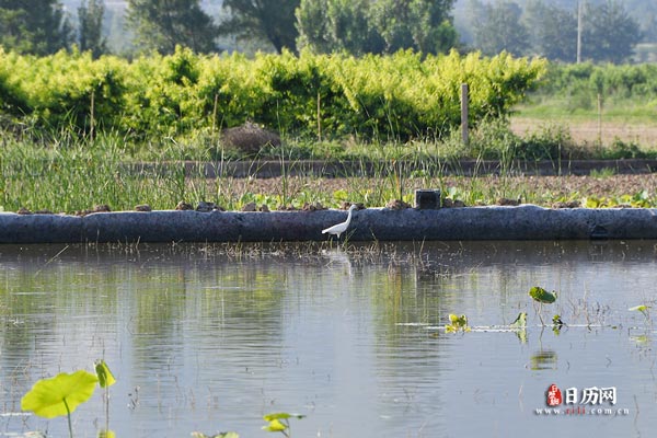 初伏热还是末伏热,三伏天什么时候最热