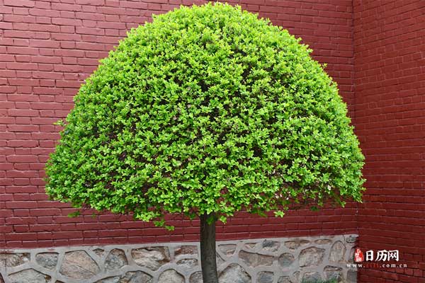 入伏天气有什么变化?热不热呢?