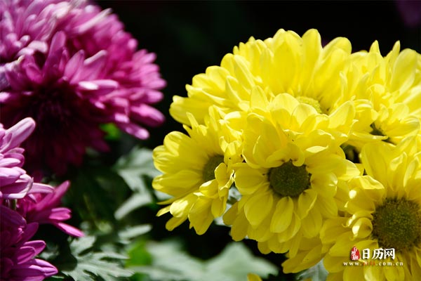 中伏20天怎么定的,中伏20天是怎么算的