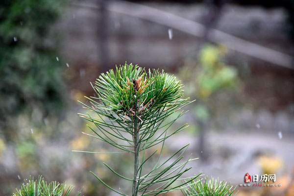 2023年三九是哪一天开始