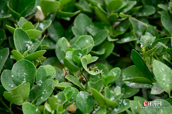 什么叫数九歌，《数九歌》的意思