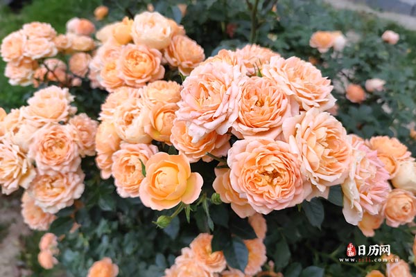 末伏之后还热吗