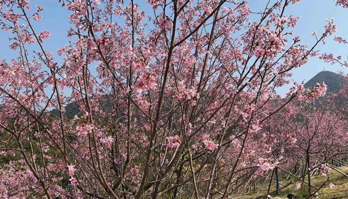 2023北京清明节赏花好去处推荐 2023年清明节北京哪个公园赏花最好