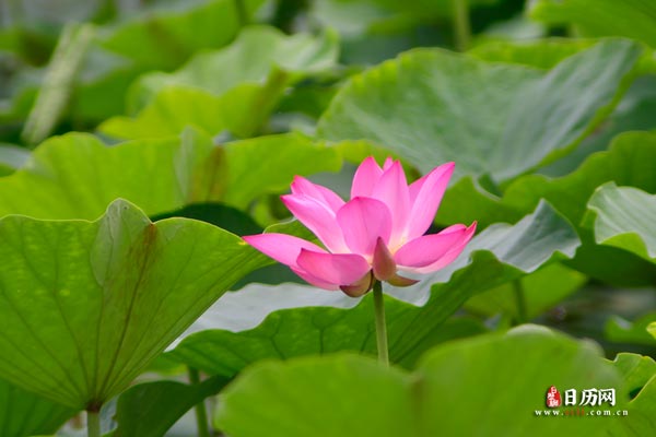 入伏天气热吗,入伏天气特点