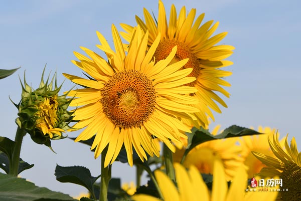 入伏什么意思,什么叫入伏