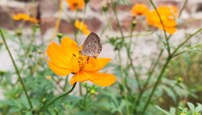 为什么说闰二月不好 闰二月有什么民间说法