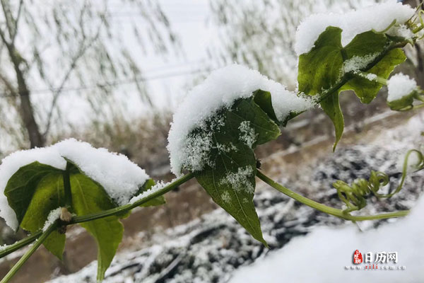 23年三九天时间表