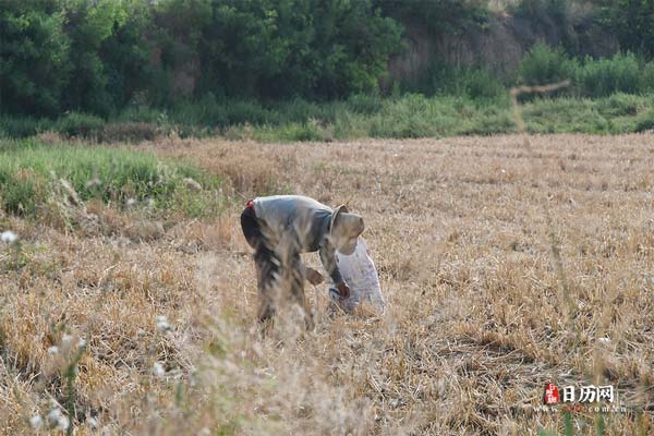 初伏中伏末伏是什么意思