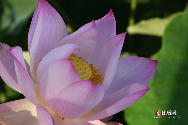 2026年三伏天时间表【7.15-8.23】