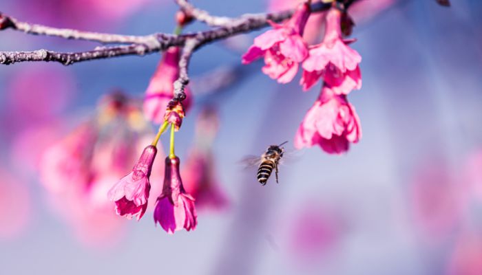 春分吃什么东西 春分节气应该吃什么