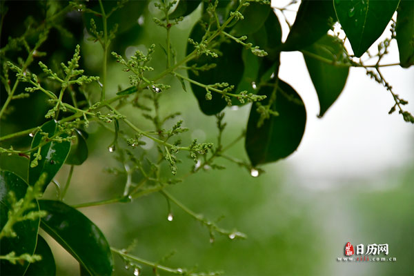 中伏第一天下雨有什么说法