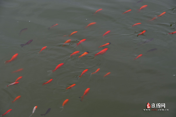 闰月送鱼什么时候送