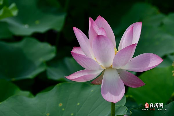 庚日怎么计算