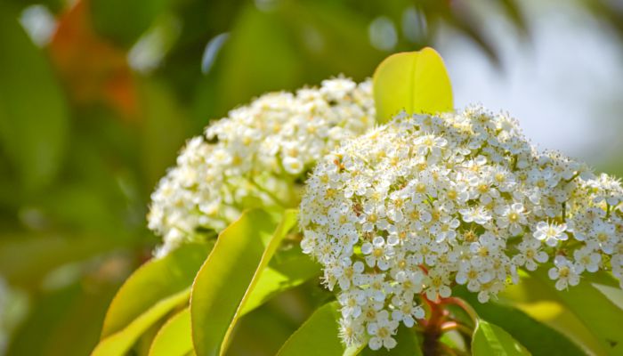 石楠花的花语和寓意 石楠花花语为什么是索然无味