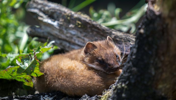 晚上看见黄鼠狼要发财 晚上遇到黄鼠狼是好事还是坏事