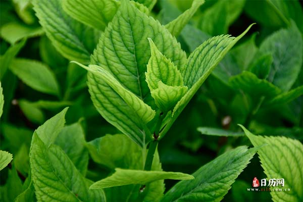 三伏灸隔几天做一次