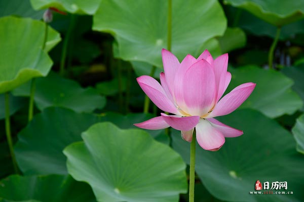 初伏中伏末伏哪个最热,原因是什么呢?