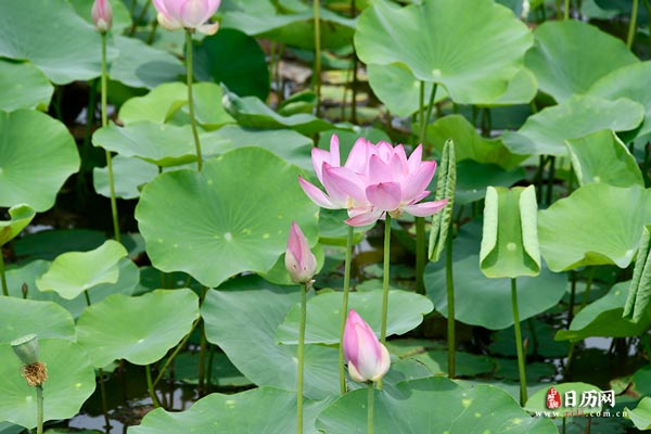 2023年入伏时间表三伏天时间表