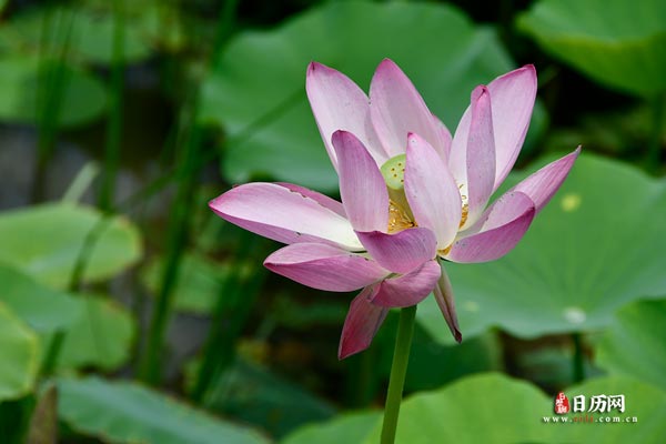 今年三伏天热不热?农谚预先知