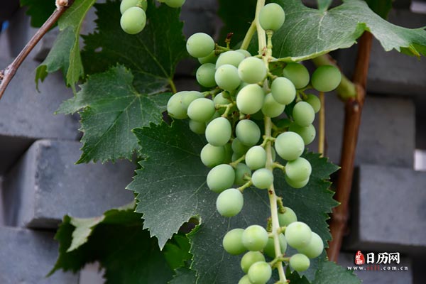 每年的伏天天数都一样吗