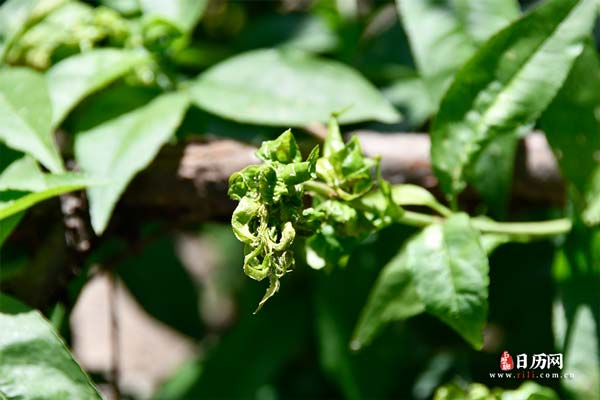 末伏后还热多少天