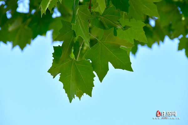 三伏灸灸哪些部位