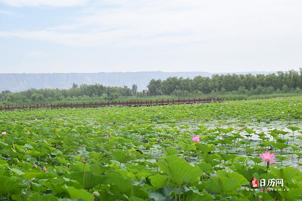 末伏是三伏天最后一天吗:不是