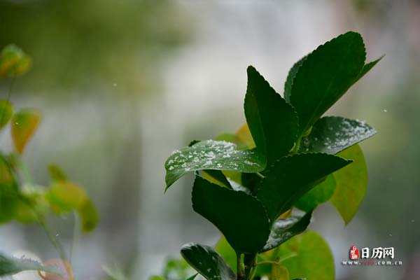 农历七九是什么意思