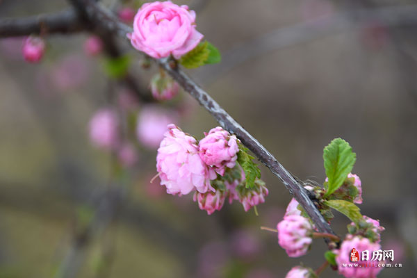 “双春年”有什么讲究?是好是坏