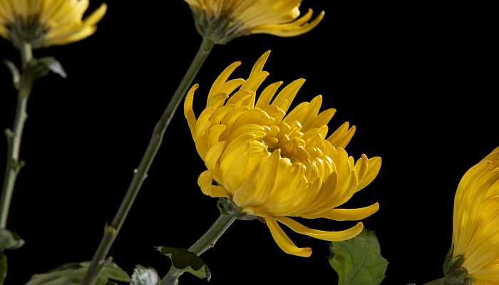 2023年4月1日适合上坟吗 2023年4月1号愚人节上坟好吗