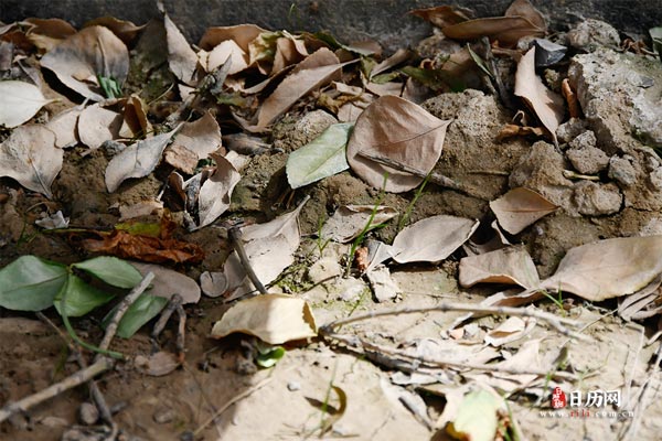 中伏和末伏怎么设置