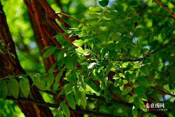 三伏天顺口溜怎么说