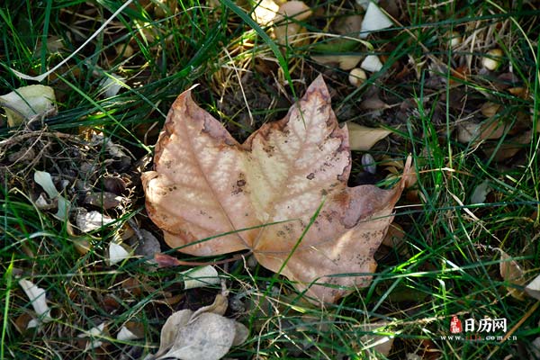 末伏是三伏天最后一天吗