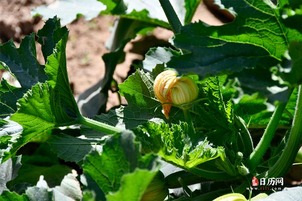 三伏天灸的功效和作用