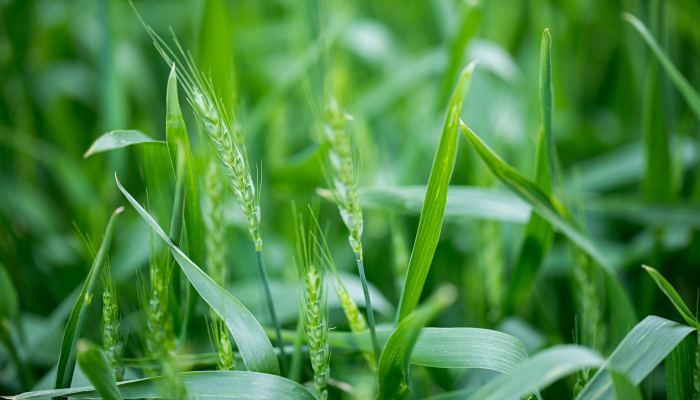 倒春寒小麦怎么防冻 小麦倒春寒的预防措施