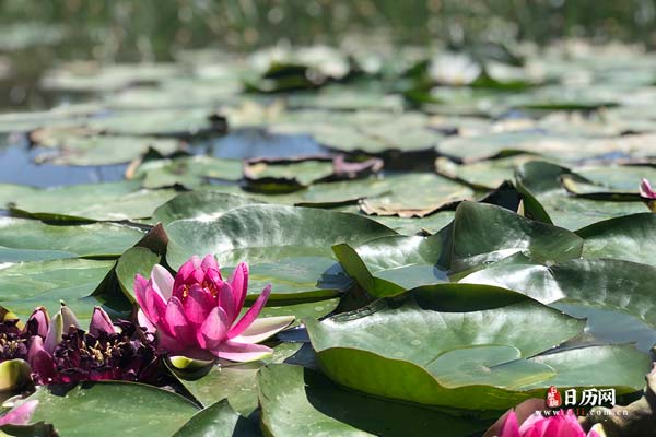 今年入伏是几号,2023年入伏出伏时间