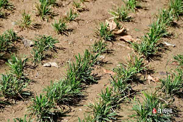 夏天中伏热还是末伏热