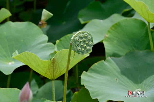 中伏吃什么,中伏吃什么好