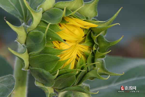 中伏20天是四年一次吗