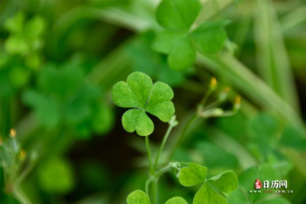 三伏贴的作用与功效与禁忌