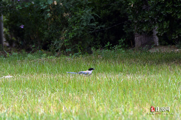 一伏二伏三伏哪伏最热