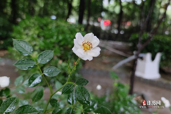 中伏下雨好吗 二伏下雨有什么说法