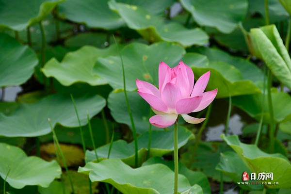 入天养生小知识，记得收藏