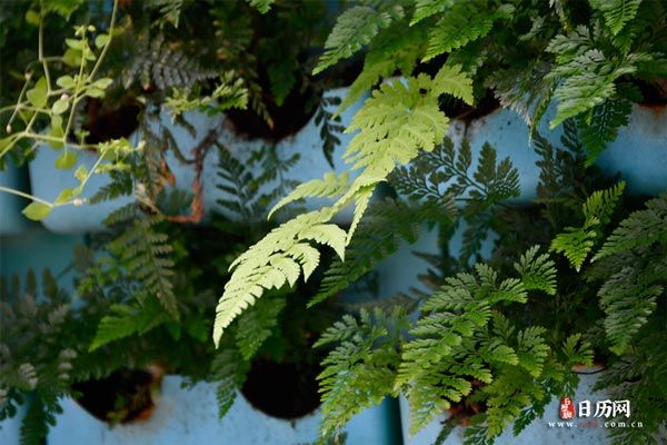 今年出伏后就凉快了吗