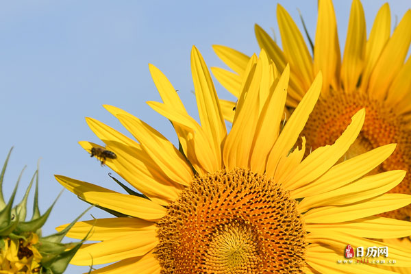 二伏天热还是三伏天热