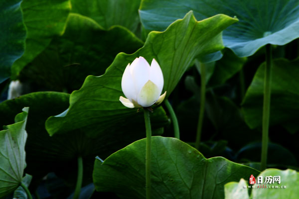 2024年三伏天时间表【7.15-8.23】