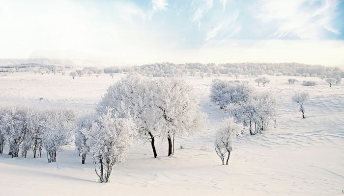 描写大雪压枝的名句 描述大雪压树枝的古诗词
