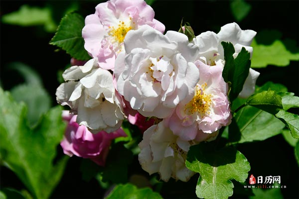 初伏中伏末伏哪个伏最热